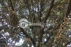 Cần bán hơn 8ha đất đỏ bằng phẳng mặt tiền đường nhựa đang trồng sầu riêng và cà phê tại đăklắk