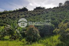 Chính chủ cần bán đất tại xã phú sơn, huyện lâm hà, lâm đồng