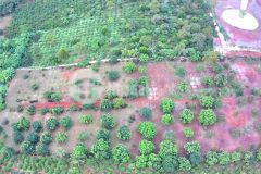 Lô đất vườn 2ha1 trồng sầu riêng và bơ,có nhà cấp 4,2 mặt tiền đường cực đẹp tại đaklak