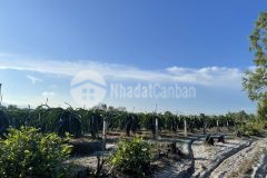 Tân hải lagi kdc ba đăng đất ở sát biển 1 sào 2,5 tỷ