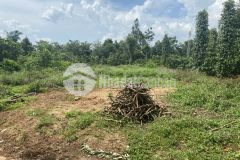 D468 chủ ngộp cần ra lô full hồng thuộc hàng siêu phẩm buôn bông xã eakao