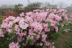 Đất mặt quốc lộ 4c quản bạ hà giang