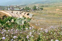 Bán đất nền y tý sapa2 không dính quy hoạch, giá rẻ