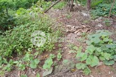 Bán gấp 80m2 đất phân lô nam hồng đông anh hà nội mặt đường ô tô tải tránh chỉ 4 tỷ.