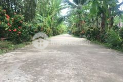 9,3 công vườn ấp vĩnh phú,vĩnh kim,châu thành,tiền giang