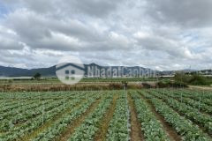 Em chính chủ cần bán lô đất 2795m2. tại ka đơn. đơn dương. giá 2 tỷ 500 triệu