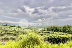 Kdc bảo lộc giá bán cực lời sinh lời cực khủng