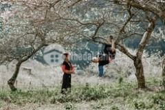 Mộc châu bán mảnh đất vị trí đẹp nằm trong khi dân