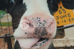 Mộc châu bán mảnh đất 2 mặt tiền gần ql43 giá hợp lí