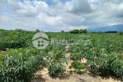 Tân phúc hàm tân bình thuận 1 mẫu 3,8 tỷ