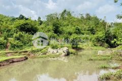 Bán gấp lô đất có dt 3,7ha giá chỉ có 300trha ở đú sáng, phù hợp làm trang trại nhà vườn