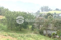 Bán 1500m đất có 800m thổ cư tại cao phong