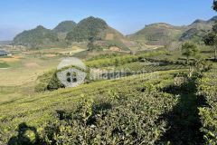 Bán đất mộc giá rẻ, diện tích rộng, phù hợp kinh doanh gần cửa khẩu