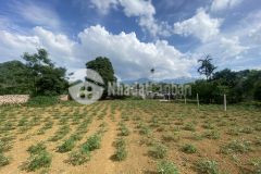 Bán gấp 5000m2 trong đó có 400m2 thổ cư ở thung mường. đất rẻ đẹp nhất kim bôi chỉ có ở thung mường