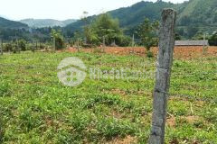 Bán gấp lô đất có dt 727m2 full thổ giá chỉ 1 tỷ