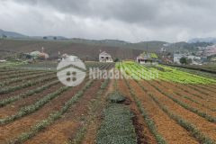 Bán đất nghỉ dưỡng mộc châu s443m2