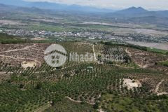 Bán 14ha xoài xã suối hiệp đang cho thu lh 0788.558.552