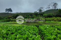 Đất mộc châu view lưng tựa núi, mặt hướng thủy.