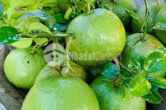 Bán đất suối tiên diên khánh, đât nền diên lộc đất thổ cư, giáp sông đã xây kè và rào cổng