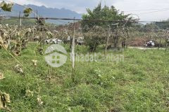 Bán mảnh đất tk 4 mộc châu dt 362m2 150m2 thổ cư