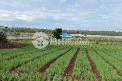 Chính chủ cần bán 123m2 đất.72m xây dựng tại thạnh mỹ. đơn dương. giá 770 triệu. liên hệ 0978053738