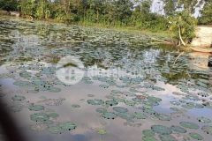 Ngon bổ rẻ, 550m2 đất xưởng hoặc nghỉ dưỡng đường ô tô tránh, chỉ 6,xtr m2, phúc thọ, hà nội. lh 0