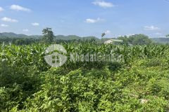 D537 bán đất giá đầu tư thôn 2, xã eakao giá cực tốt