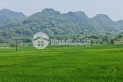 Bán gấp lô đất có tổng dt 1660m2 full thổ cư, view cực đẹp