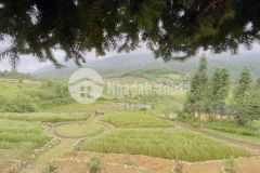 Bán mảnh đất đất nằm trên trục đường chính thôn phan cán sử,