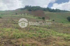 Bán mảnh đất mộc châu diện tích lớn phù hợp làm trang trại