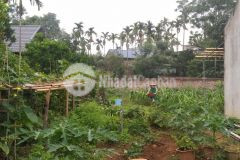 Bán lô đất tặng khu vườn sẵn hoa tươi quả ngọt cùng ngôi nhà nhỏ nhỏ tại yên bình, giá 5.x tỷ