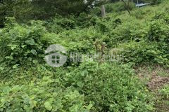 Bán 579,6m2 đất cửa lấp phú quốc kiên giang, shr, 9.5trm2. lh0396565686