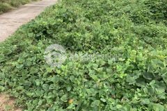 Bán 967m2 đất cửa lấp phú quốc kiên giang, shr, 14.5 tỷ. lh0396565686