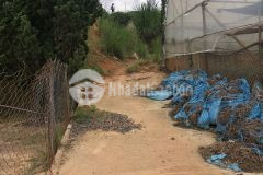 D1168 bán gấp lô đât hem ô tô thai phiên phương 11 tp đa lat