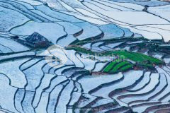 Đất rừng rộng 1,9 ha có 15.000 gốc chè tại mường hum bát xát lào cai