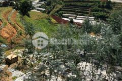 Chỉ 4.2 tỷ sở hữu ngay 1149m2 đất view rừng thông đẹp y hình, cách quốc lộ 20 khoảng 5 phút đ