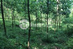 Chính chủ gửi bán 2089m đất tân lạc giá cực rẻ