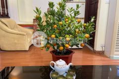 Cực hiếm. nhỉnh 60trm2 có nhà lạc long quân 3 thoáng diện tích 115m2 4 tầng ngõ ô tô