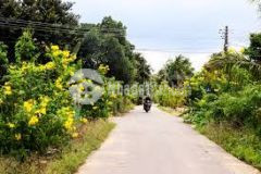 1030, sẵn sổ gần sát chợ, sát đường chính chỉ 8xx 300m2