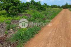 Đất bds tân đức kcn sonadezi hàm tân 1,53 mẫu phủ hồng 7 tỷ