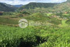 Mộc châu bán đất có thổ cư gần ql6 thích hợp làm nghỉ dưỡng