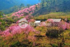 Siêu phẩm đất cô tô ba mặt tiền, đường ra bãi tắm vàm chảy