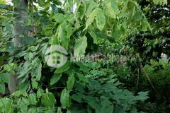 Bán đất rất đẹp ở hoàng hoa thám ô tô tránh, phù hợp với mọi nhu cầu 189m c4 mt 8m 19,5 tỷ