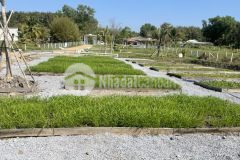 Chính chủ bán đất nhà vườn tp tây ninh