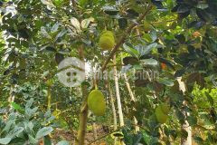 Cần tiền bán gấp miếng đất hơn 1500m2 giá 430tr.