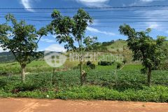 Siêu phẩm tại mê linh lâm hà ngang 10 12m. dài 81 86m. thổ cư 200m. cọc 60 ngày công chứng