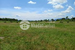 Đất bds ngộp giá đầu tư 20 mẫu 1,2 tỷmẫu tân lập hàm thuận nam bình thuận đất bằng