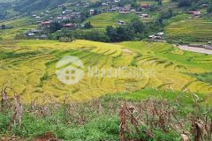 Bán đất sapa, lào cai s752,5m2