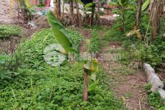 Đất đại áng, thanh trì, ngay đầu ngõ, nông, thông ô tô qua hơn 40m2 2 tỷ hơn.