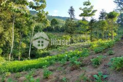 Đón sóng cao tốc, bán gấp lô đất mặt đường liên huyện xã y tý giá cực rẻ